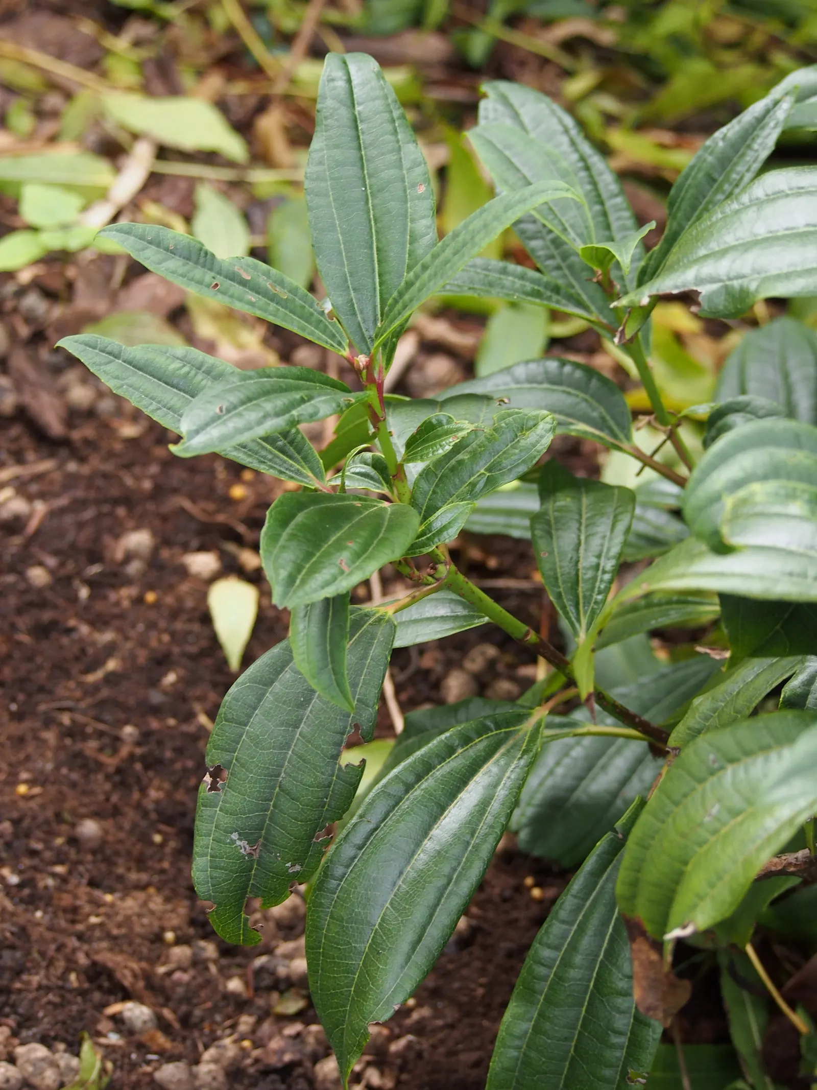 David Viburnum (Viburnum Davidii) — Its tolerance to low temperatures goes well into a range of 0&deg;F to -10&deg;F; once established, it requires, image 57