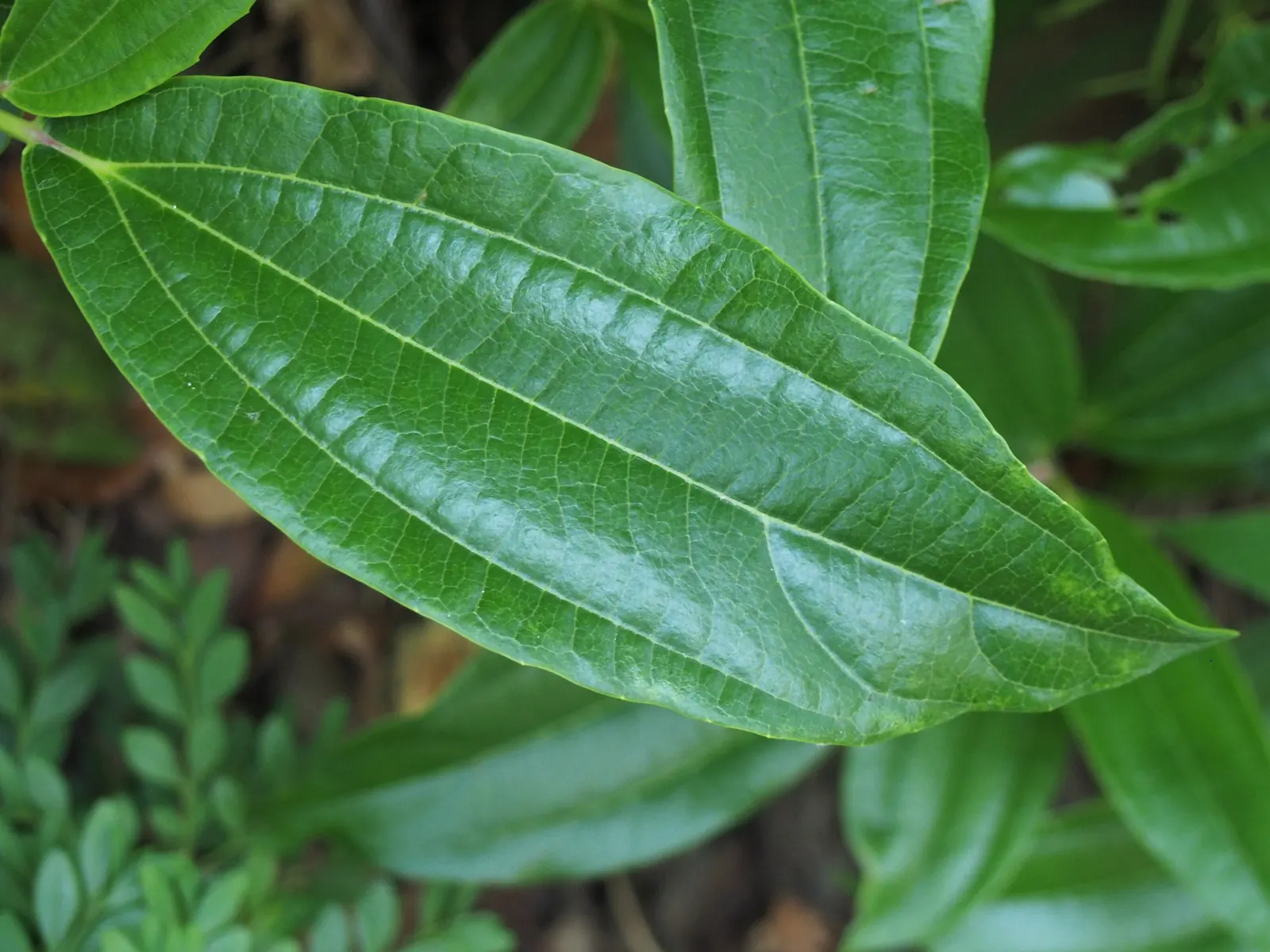 David Viburnum (Viburnum Davidii) — leathery leaves with pronounced veining; blueish-white flowers that are subtly fragrant, image 51