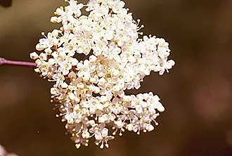 David Viburnum (Viburnum Davidii) — Its white spring blossoms add charm; giving it a textured appearance