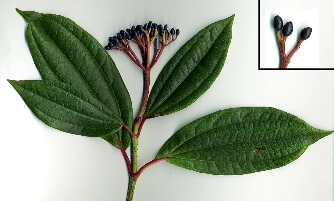 David Viburnum (Viburnum Davidii) — Ideal for low hedges, it thrives in part shade with well-drained soil; white flowers in the garden, image 63