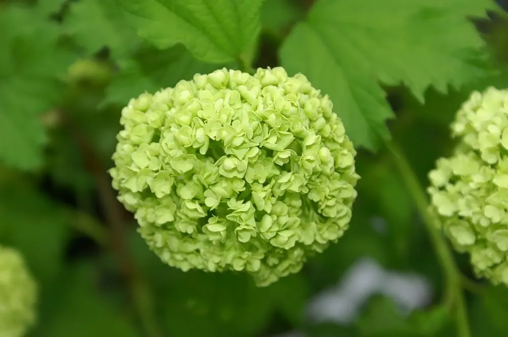 David Viburnum (Viburnum Davidii) — giving it a textured appearance