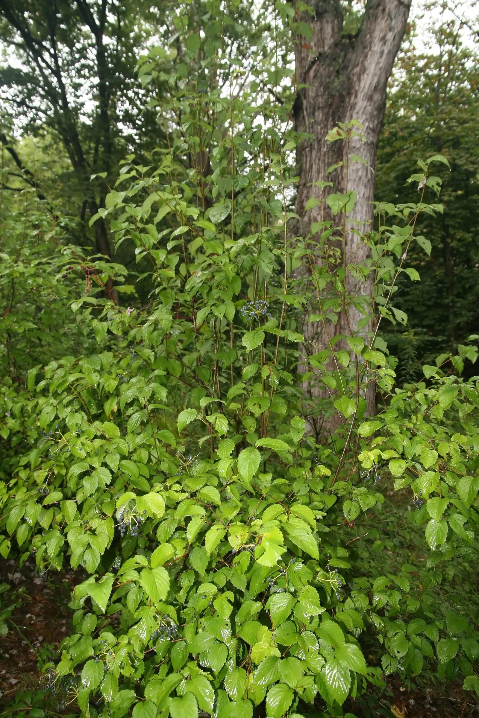 David Viburnum (Viburnum Davidii) — is an evergreen shrub prized for its deep green; this compact plant typically reaches 2-3 feet in height and spreads up to