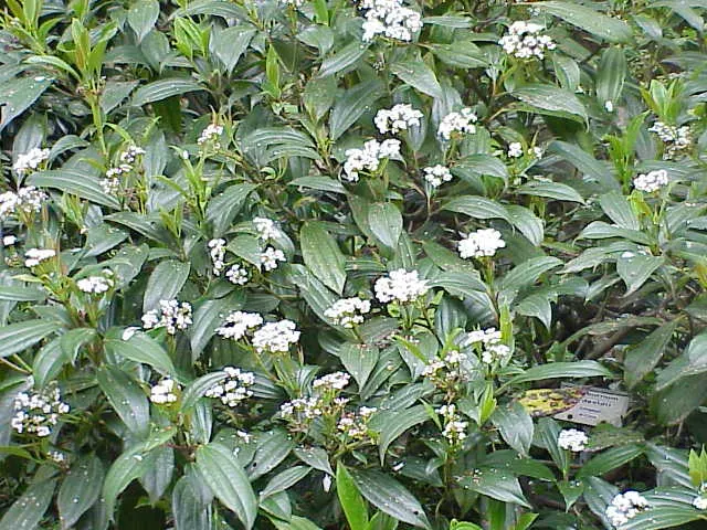David Viburnum (Viburnum Davidii) — shrub for full or half; its tolerance to low temperatures goes well into a range of 0&deg;F to -10&deg;F, image 60