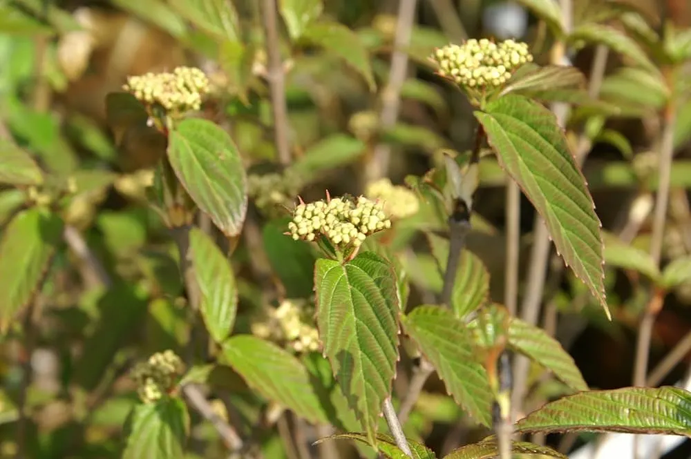David Viburnum (Viburnum Davidii) — shrub for full or half