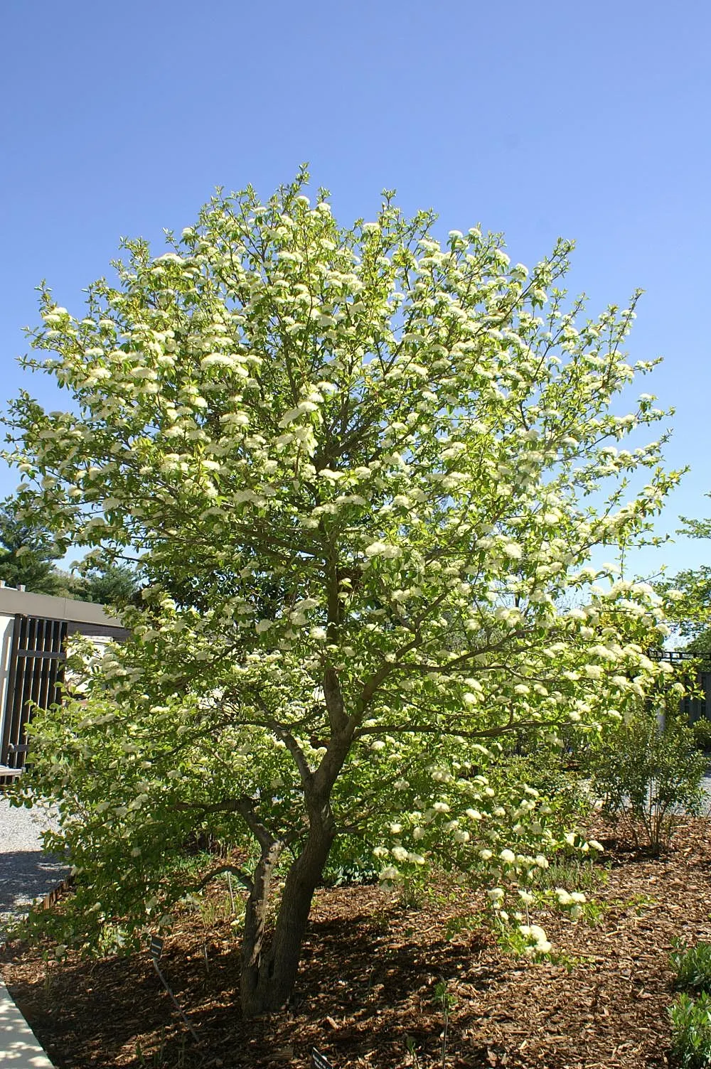 David Viburnum (Viburnum Davidii) — white flowers in the garden