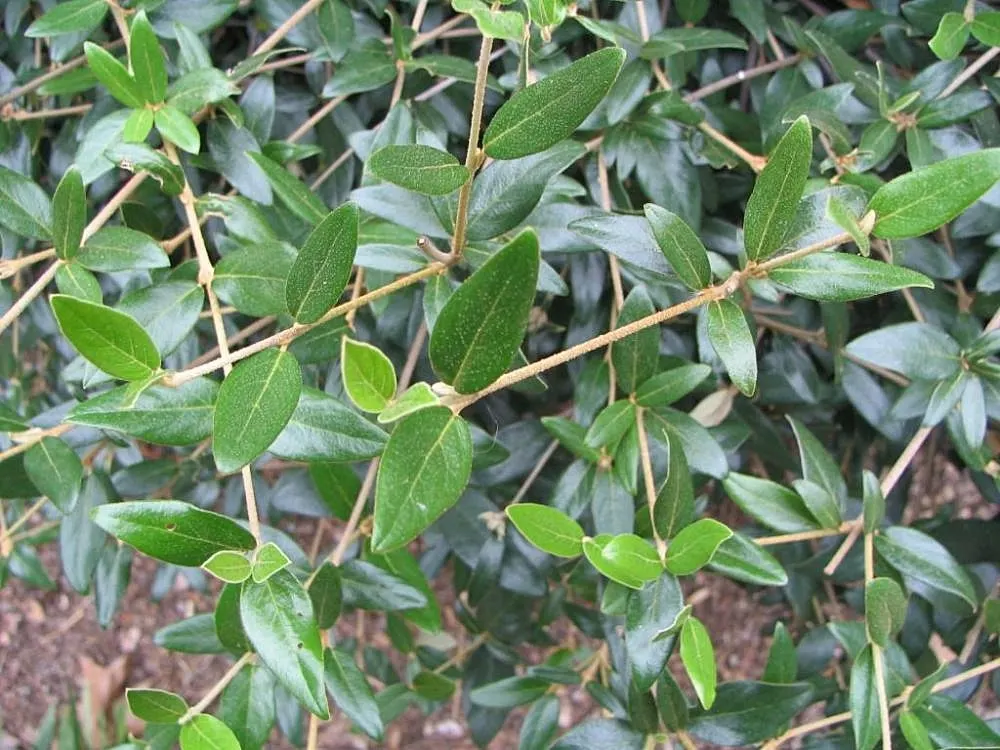 David Viburnum (Viburnum Davidii) — Its distinctive feature is the deep green; the Viburnum davidii, commonly referred to as David Viburnum, is an evergreen