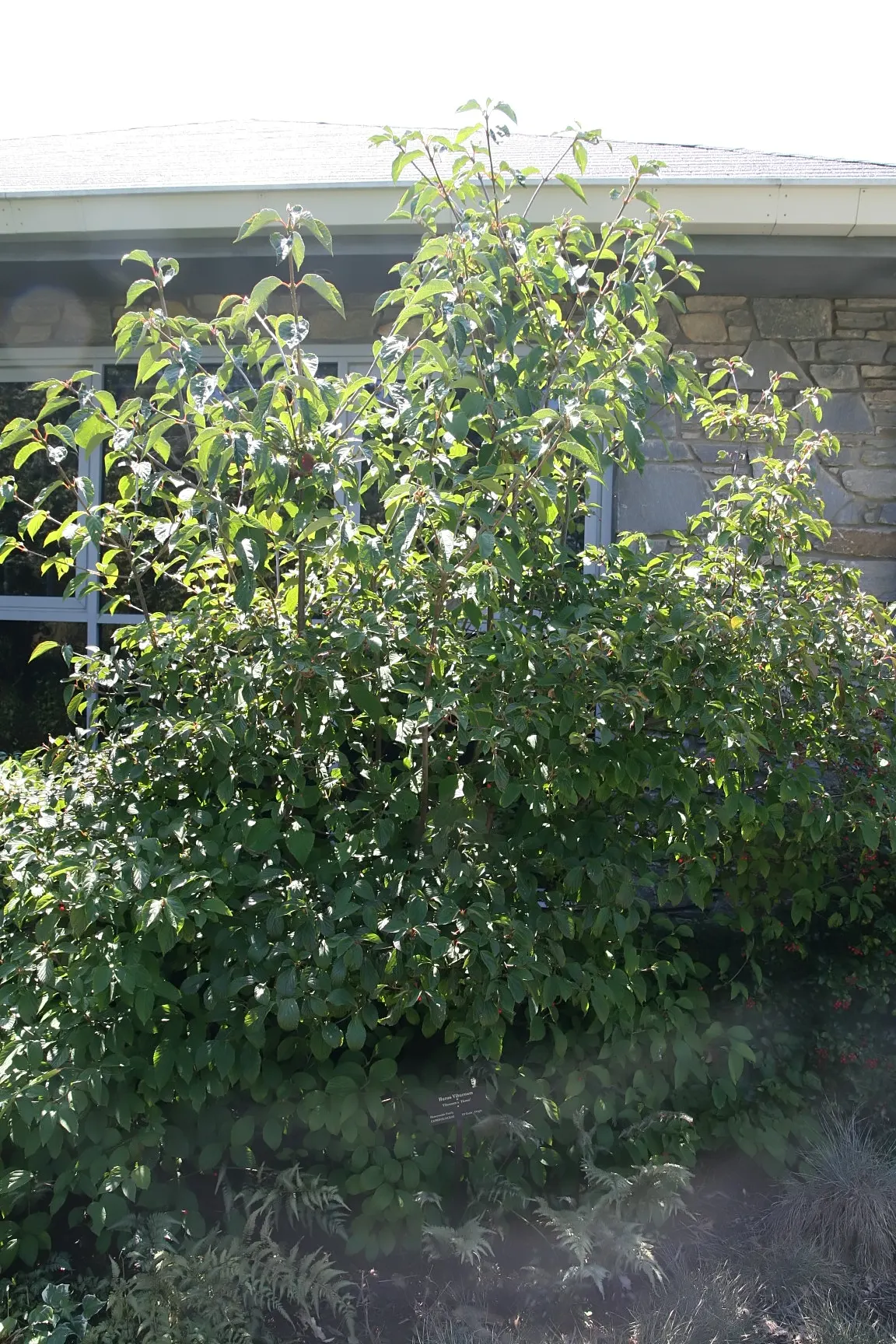 David Viburnum (Viburnum Davidii) — typically reaching 2 to 3 feet in height with a spread of 3 to 4 feet wide; shrub for full or half