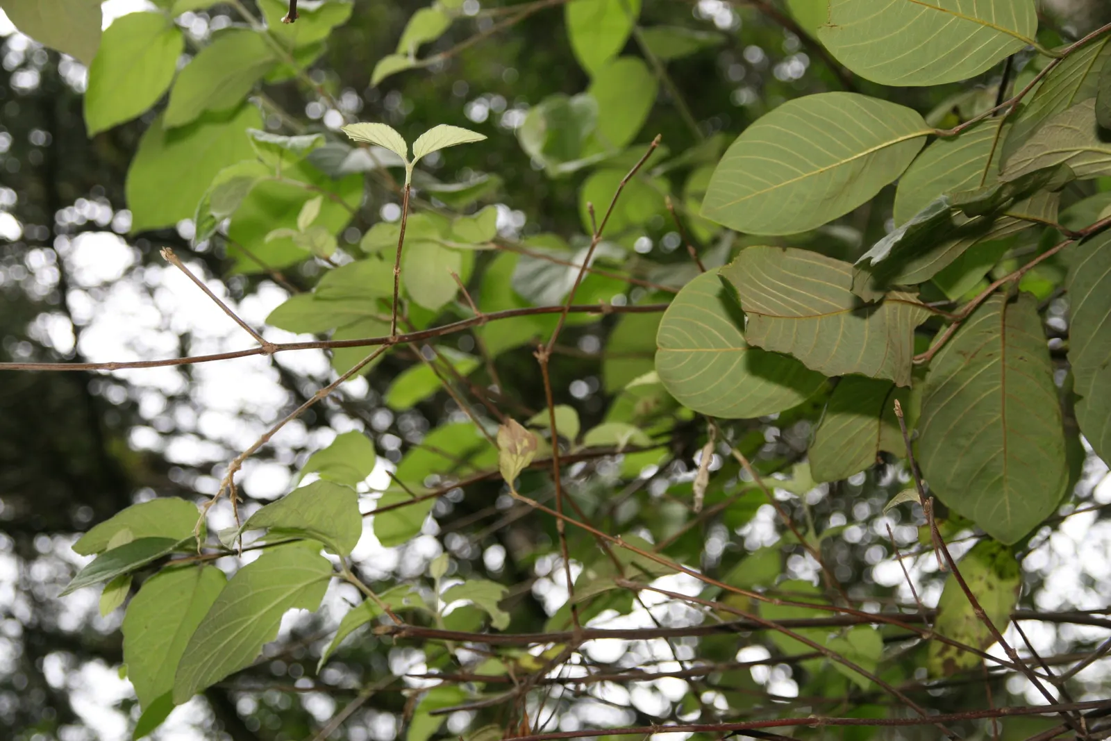 David Viburnum (Viburnum Davidii) — is an evergreen shrub prized for its deep green