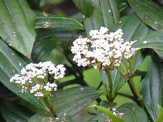 David Viburnum (Viburnum Davidii) — is an evergreen shrub prized for its deep green; this compact plant typically reaches 2-3 feet in height and, image 61