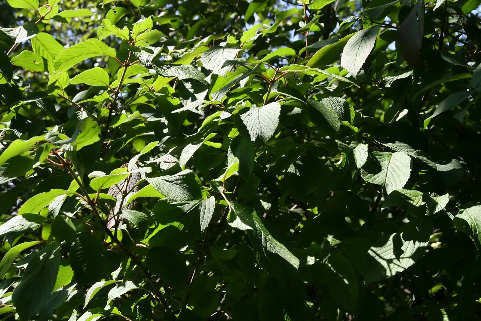 David Viburnum (Viburnum Davidii) — It is a low-growing and compact species; each leaf measures about 3 to 6 inches long and persists throughout the year