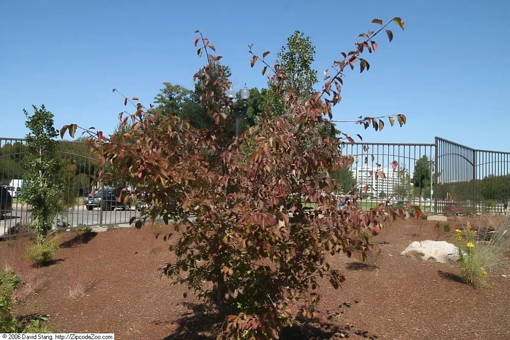 David Viburnum (Viburnum Davidii) — leathery leaves with pronounced veining; blueish-white flowers that are subtly fragrant