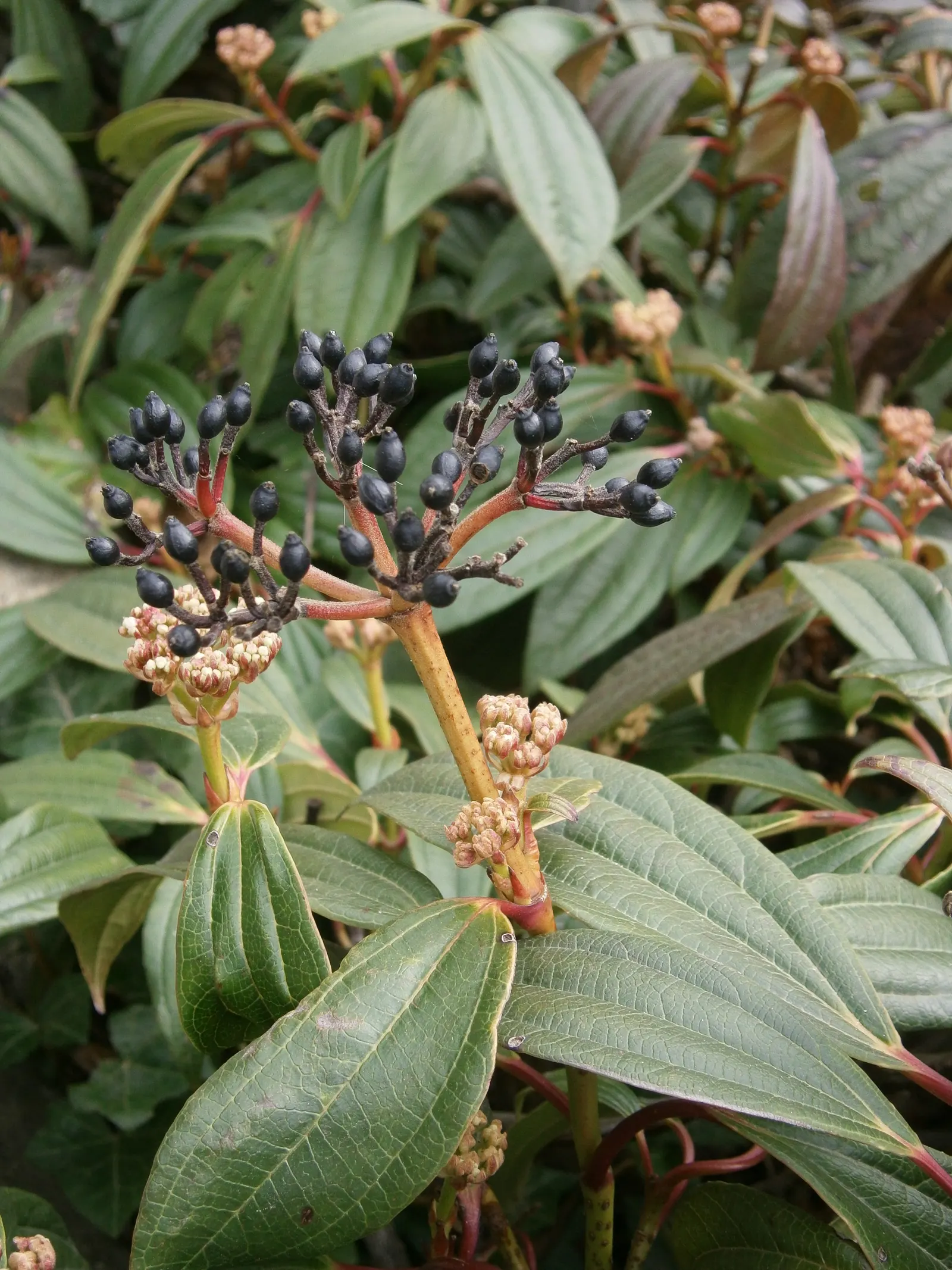 David Viburnum (Viburnum Davidii) — Its distinctive feature is the deep green; the Viburnum davidii, commonly referred to as David Viburnum, is an, image 70