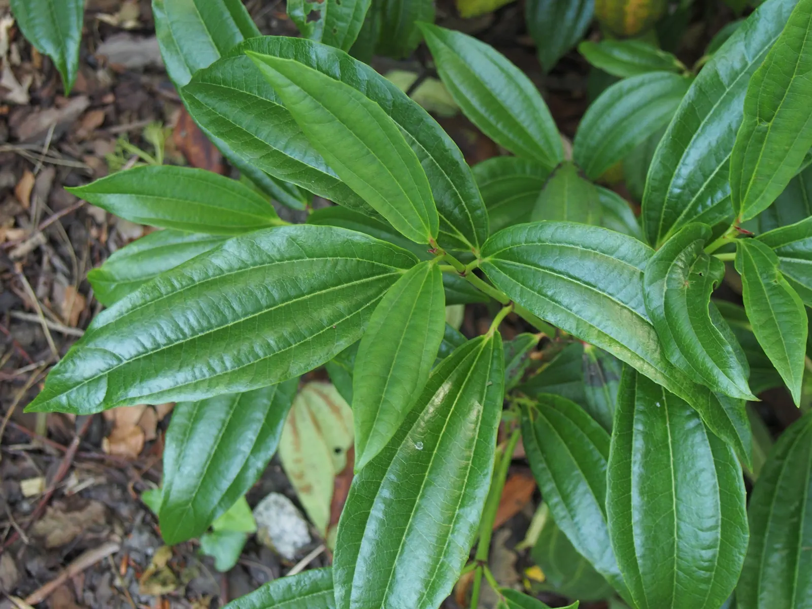 David Viburnum (Viburnum Davidii) — giving it a textured appearance; is an evergreen shrub prized for its deep green, image 52