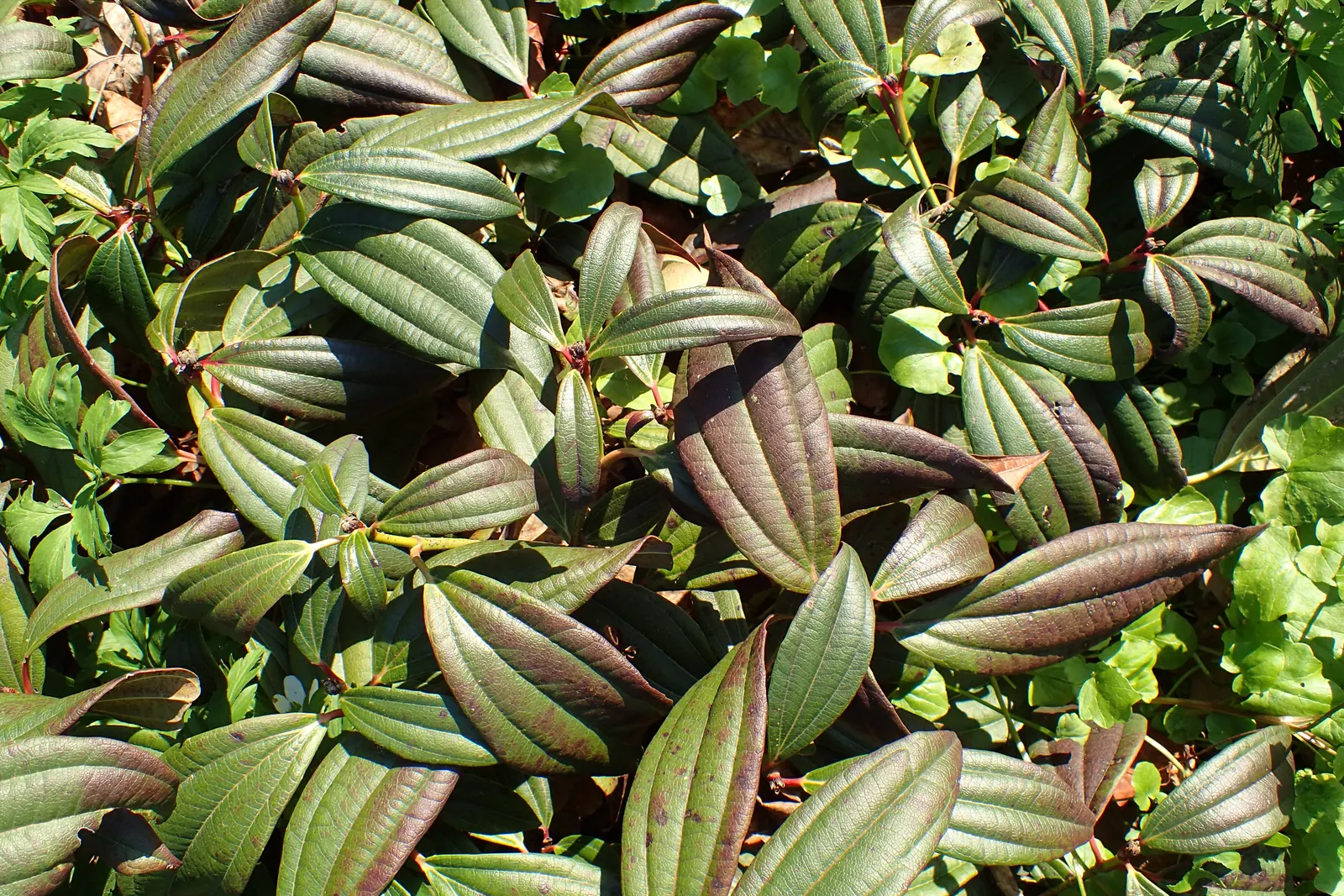 David Viburnum (Viburnum Davidii) — these blooms give way to metallic blue berries when a male pollinator is present nearby; leathery leaves and, image 55