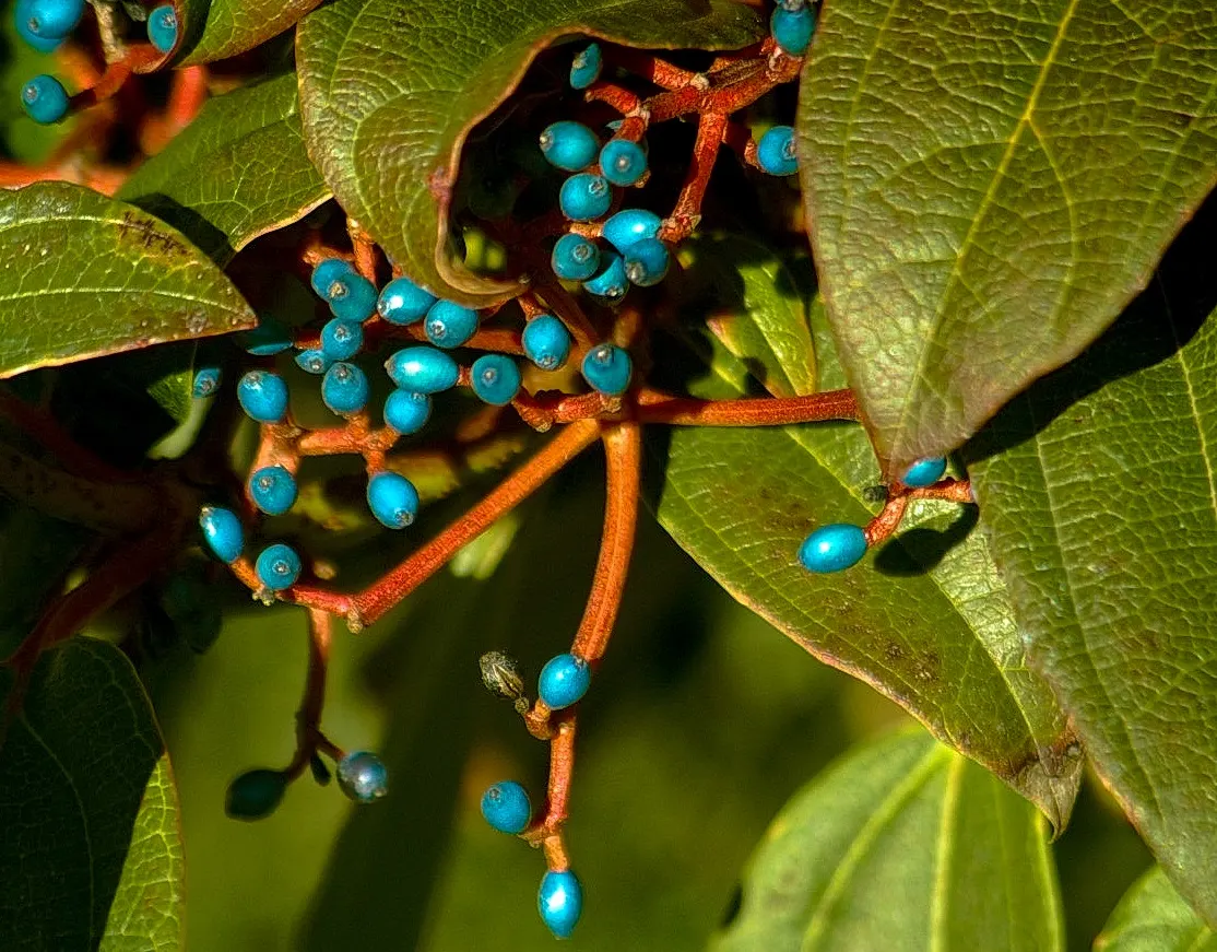 David Viburnum (Viburnum Davidii) — leathery leaves with pronounced veining; blueish-white flowers that are subtly fragrant, image 71