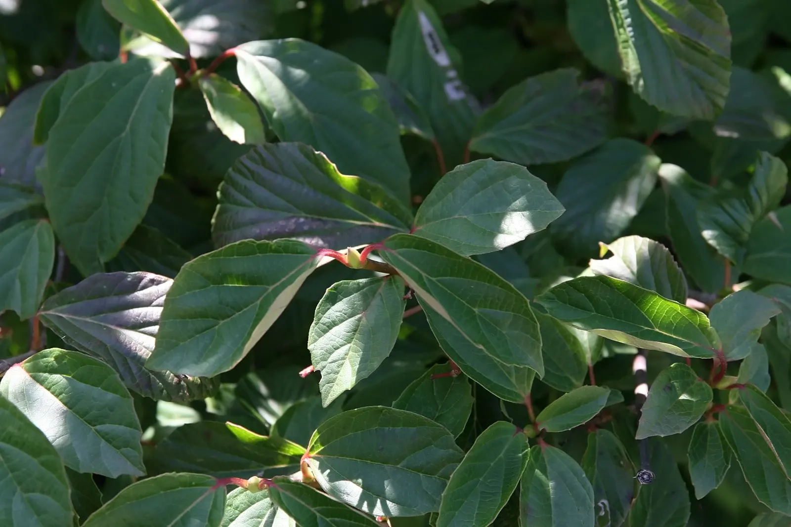 David Viburnum (Viburnum Davidii) — shrub for full or half; its tolerance to low temperatures goes well into a range of 0&deg;F to -10&deg;F