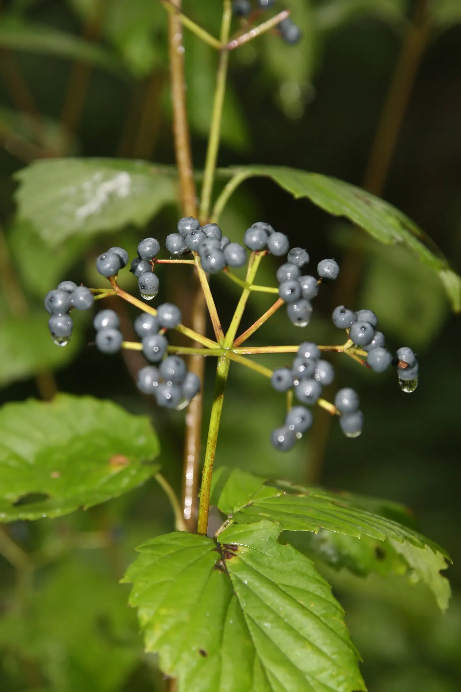 David Viburnum (Viburnum Davidii) — Ensure cross-pollination for berry production; plant in USDA zones 7-9 for optimal growth; shrub with white blooms