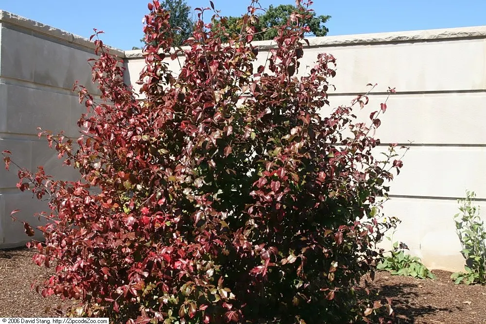 David Viburnum (Viburnum Davidii) — these blooms give way to metallic blue berries when a male pollinator is present nearby; leathery leaves and metallic blue