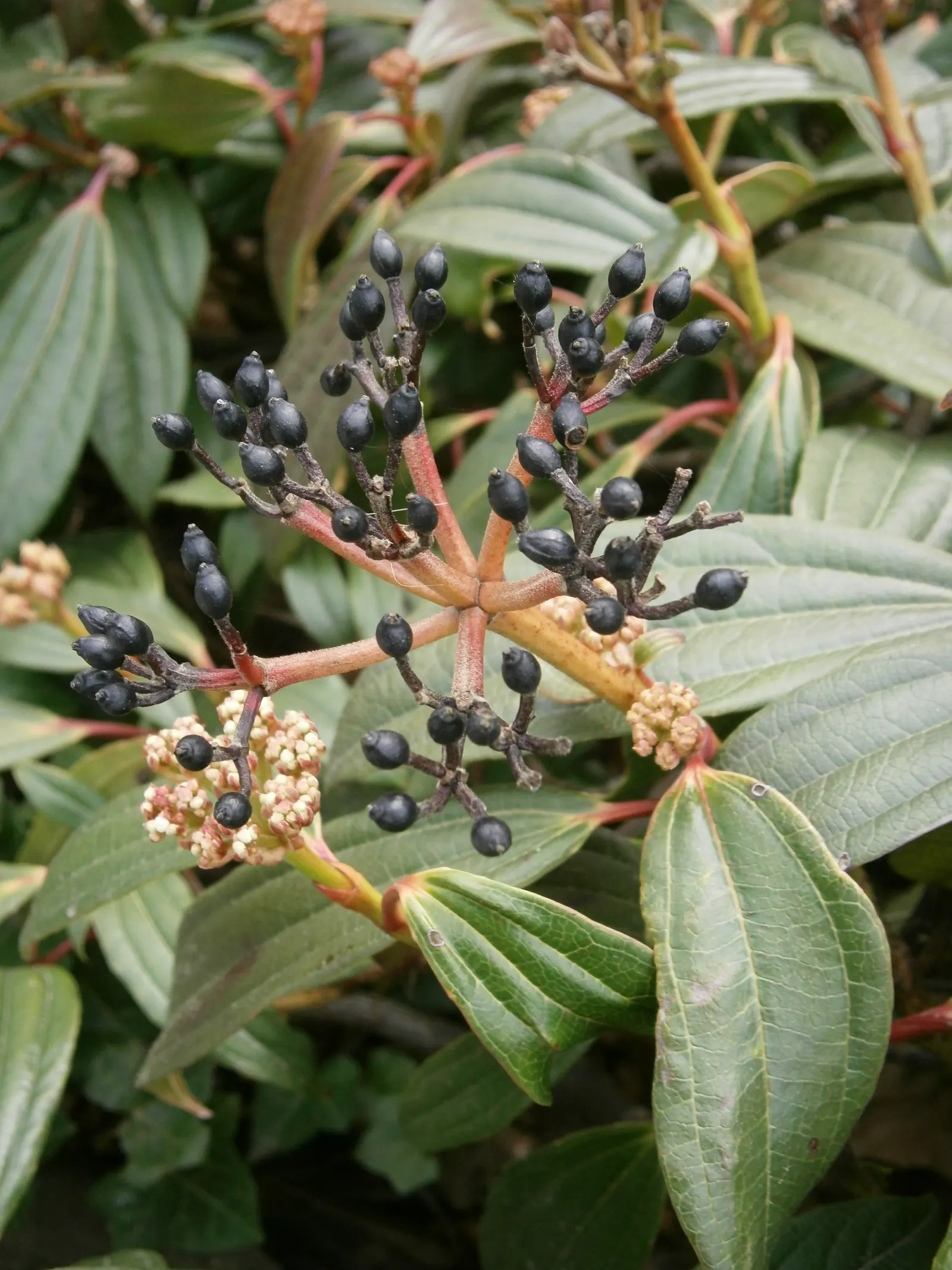 David Viburnum (Viburnum Davidii) — This compact plant typically reaches 2-3 feet in height and spreads up to 4 feet; its white spring blossoms add, image 64