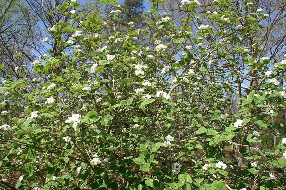 David Viburnum (Viburnum Davidii) — The Viburnum davidii, commonly referred to as David Viburnum, is an evergreen shrub native to China; ensure