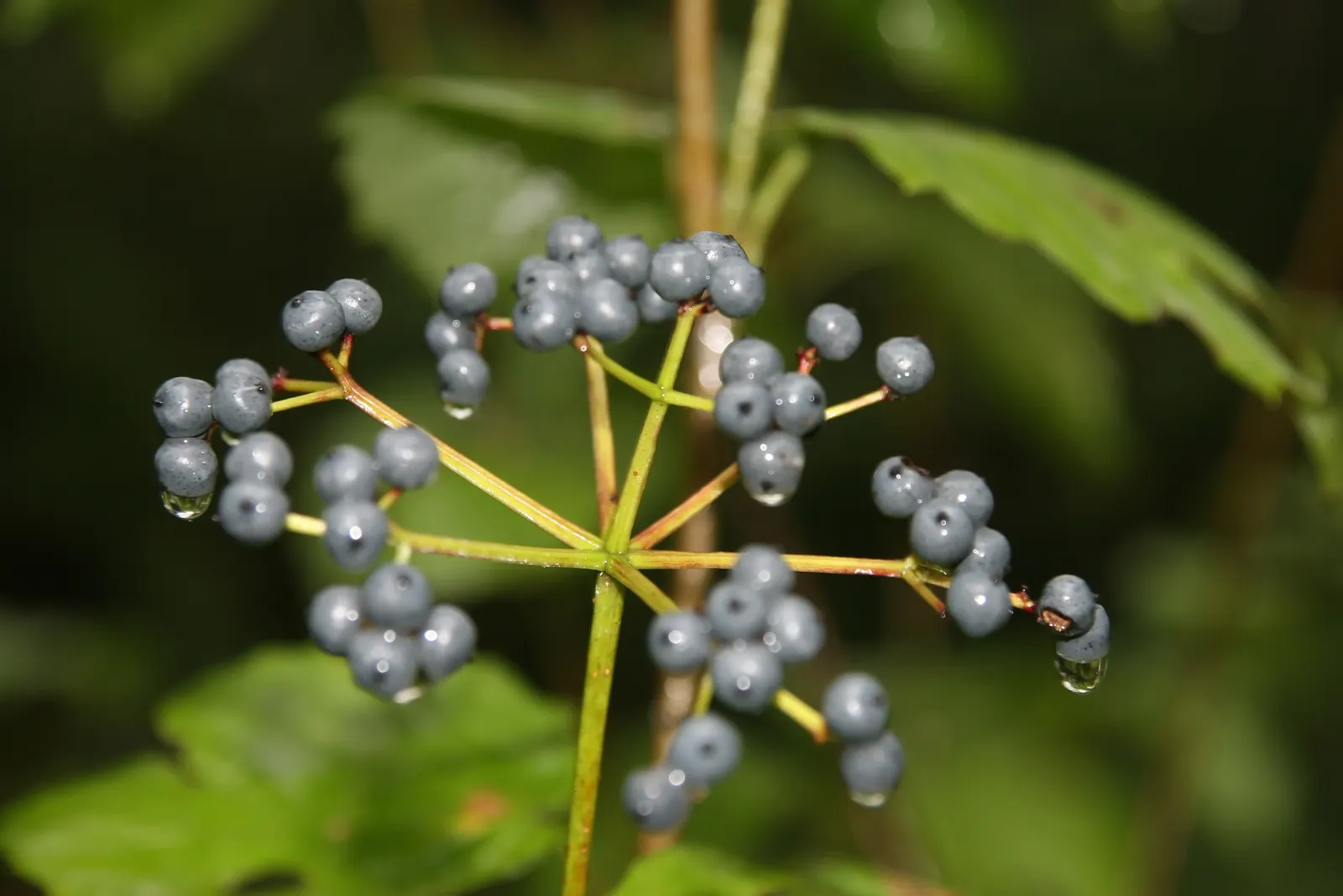 David Viburnum (Viburnum Davidii) — Once established, it requires minimal care, which may include light pruning to maintain its shape
