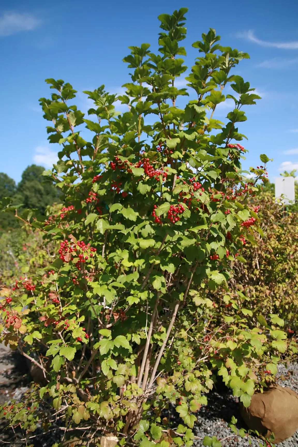 David Viburnum (Viburnum Davidii) — Its tolerance to low temperatures goes well into a range of 0&deg;F to -10&deg;F