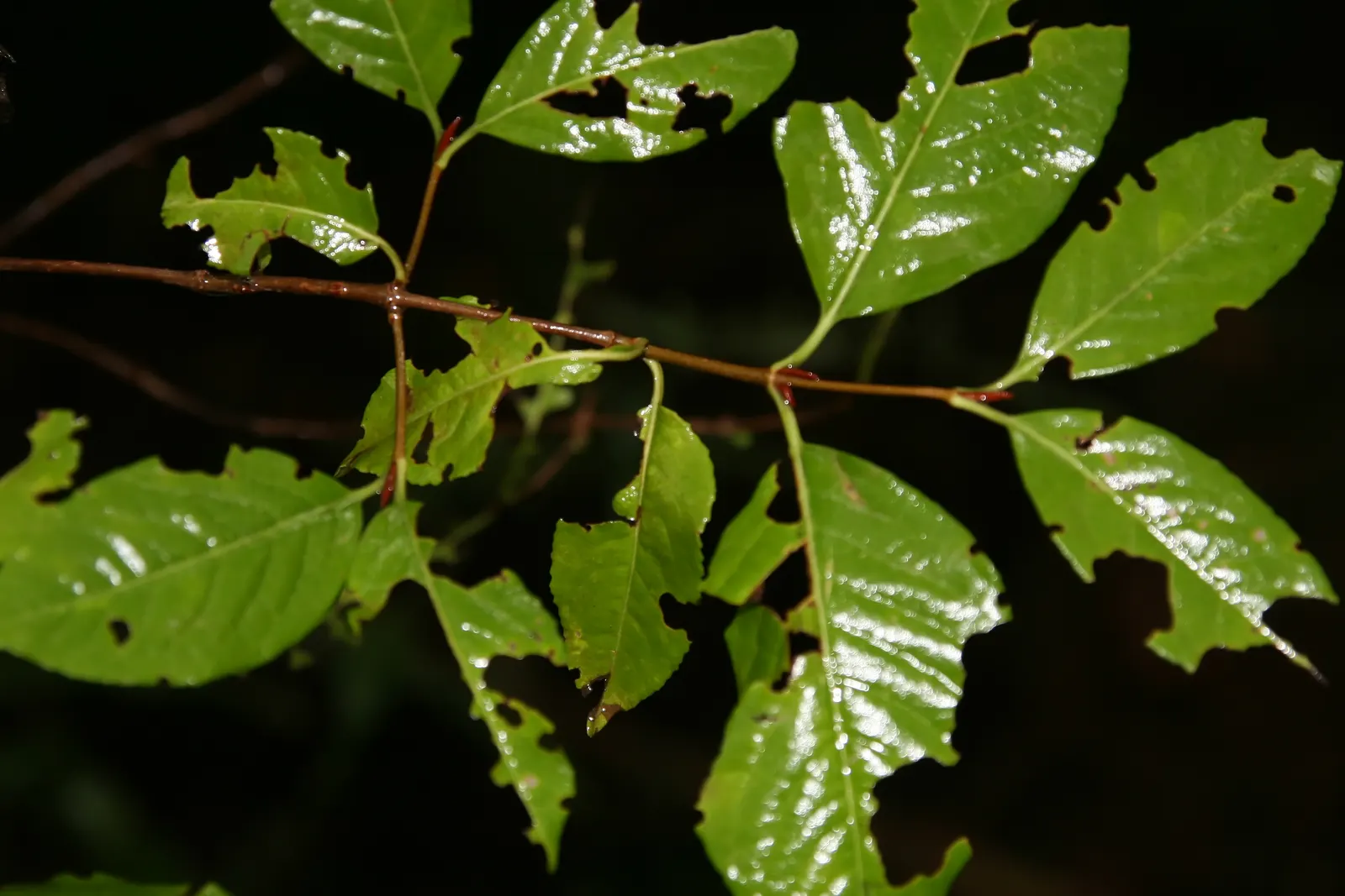 David Viburnum (Viburnum Davidii) — is an evergreen shrub prized for its deep green; this compact plant typically reaches 2-3 feet in height and, image 41