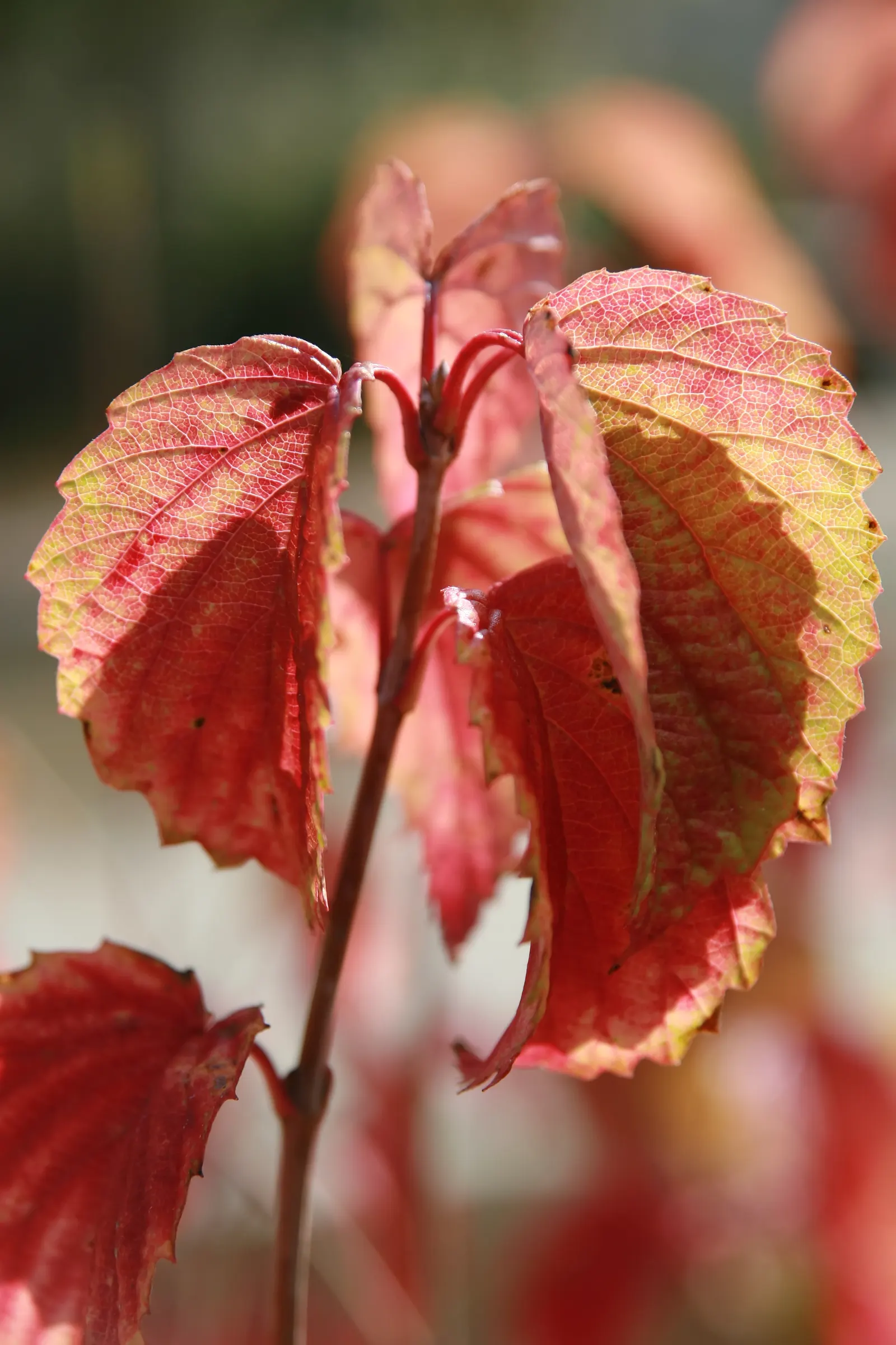 David Viburnum (Viburnum Davidii) — leathery leaves and metallic blue berries