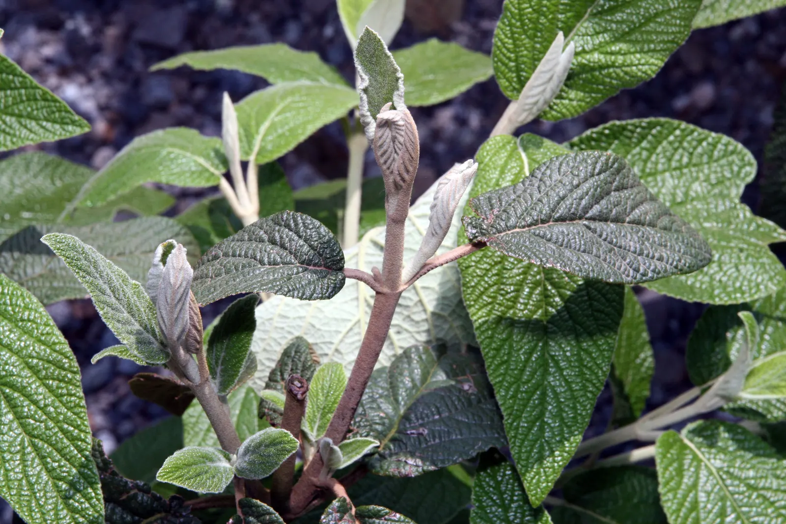 David Viburnum (Viburnum Davidii) — Once established, it requires minimal care, which may include light pruning to maintain its shape; typically reaching 2 to