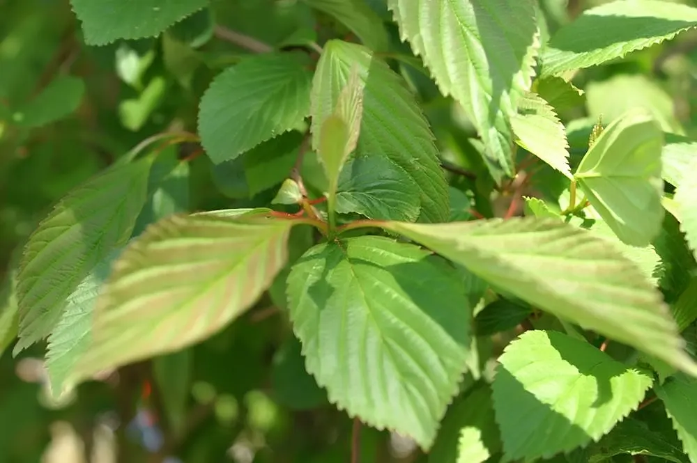 David Viburnum (Viburnum Davidii) — Its tolerance to low temperatures goes well into a range of 0&deg;F to -10&deg;F; once established, it requires minimal