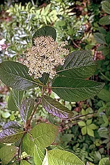 David Viburnum (Viburnum Davidii) — This compact plant typically reaches 2-3 feet in height and spreads up to 4 feet; its white spring blossoms add charm