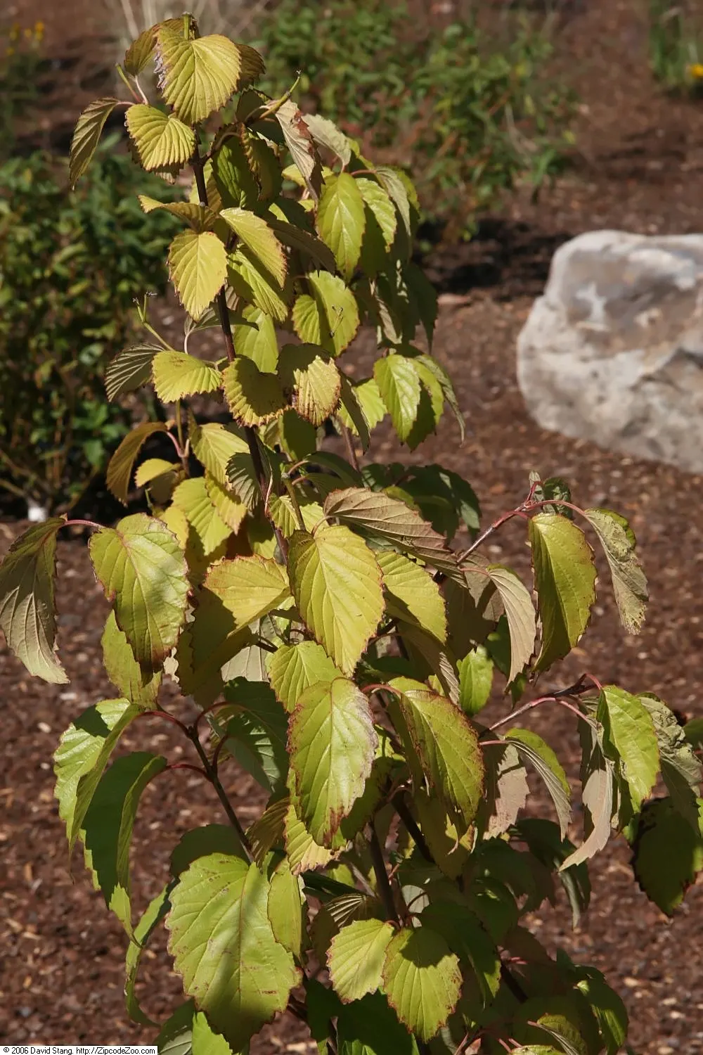 David Viburnum (Viburnum Davidii) — leathery leaves and metallic blue berries; leathery leaves with pronounced veining