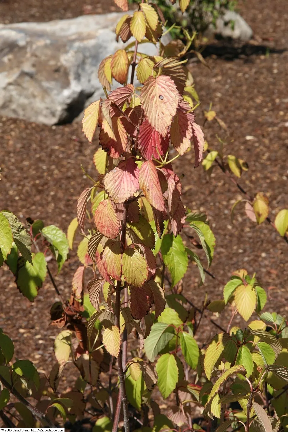 David Viburnum (Viburnum Davidii) — Each leaf measures about 3 to 6 inches long and persists throughout the year; it is a low-growing and compact species