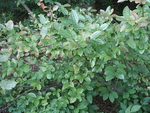 David Viburnum (Viburnum Davidii) — Each leaf measures about 3 to 6 inches long and persists throughout the year