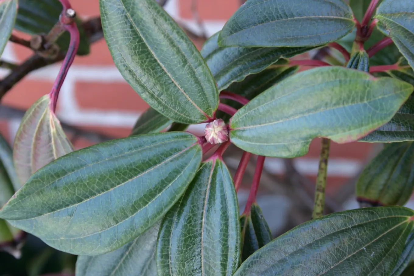 David Viburnum (Viburnum Davidii) — leathery leaves and metallic blue berries; leathery leaves with pronounced veining, image 62