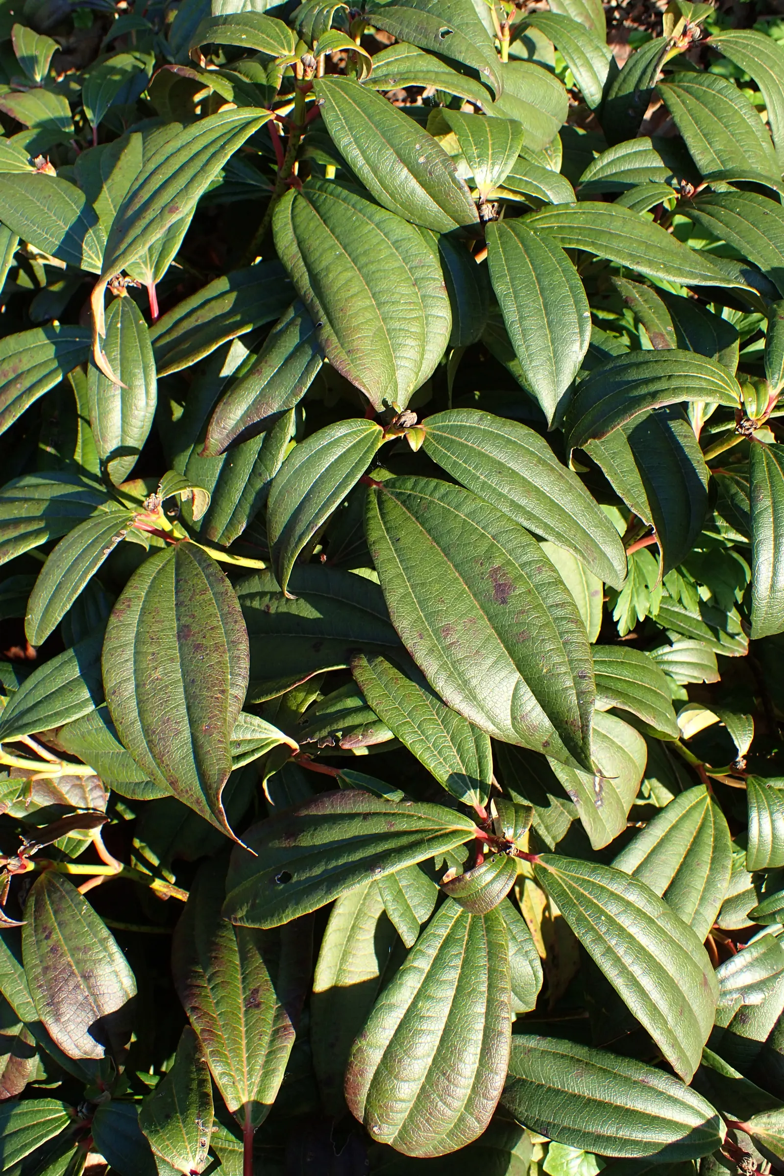 David Viburnum (Viburnum Davidii) — blueish-white flowers that are subtly fragrant; these blooms give way to metallic blue berries when a male, image 54