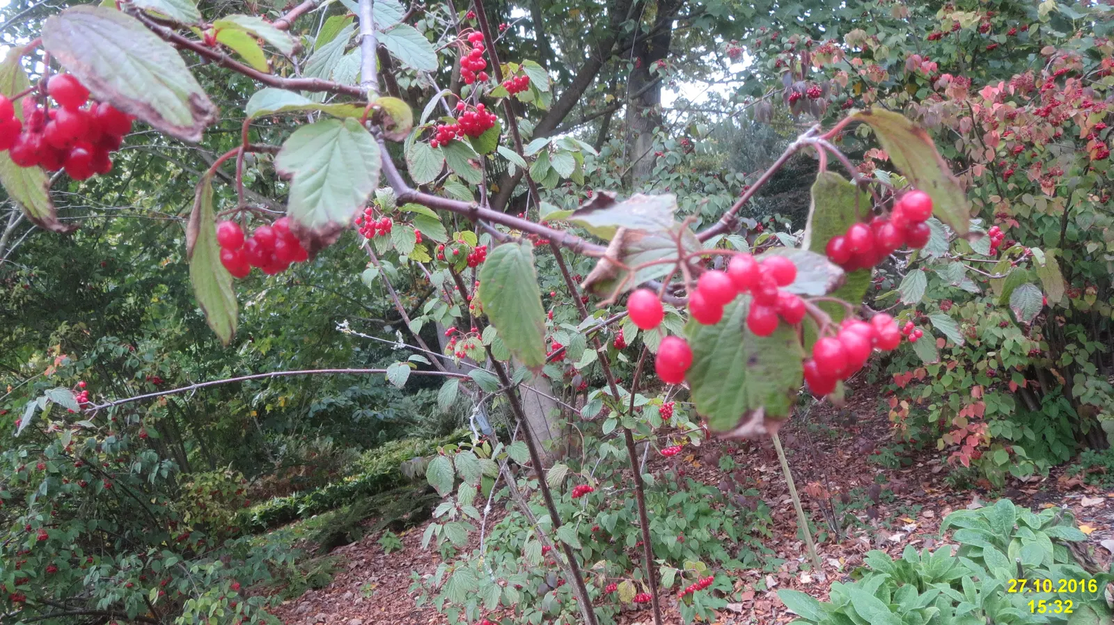 David Viburnum (Viburnum Davidii) — Ensure cross-pollination for berry production; plant in USDA zones 7-9 for optimal growth; shrub with white, image 66
