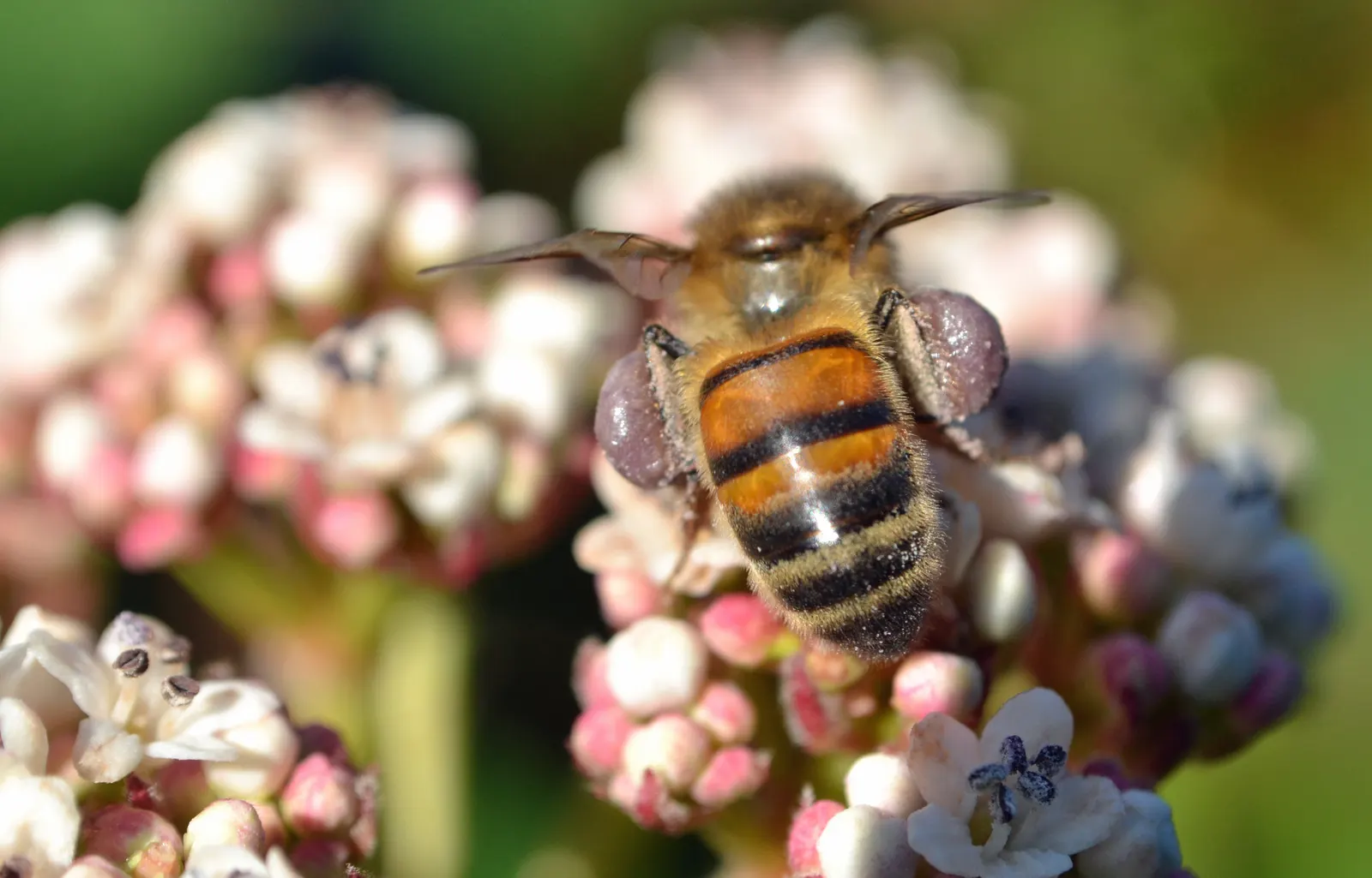 David Viburnum (Viburnum Davidii) — The Viburnum davidii, commonly referred to as David Viburnum, is an evergreen shrub native to China; ensure, image 47