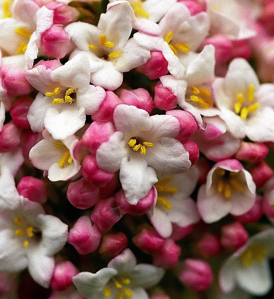 David Viburnum (Viburnum Davidii) — It is a low-growing and compact species