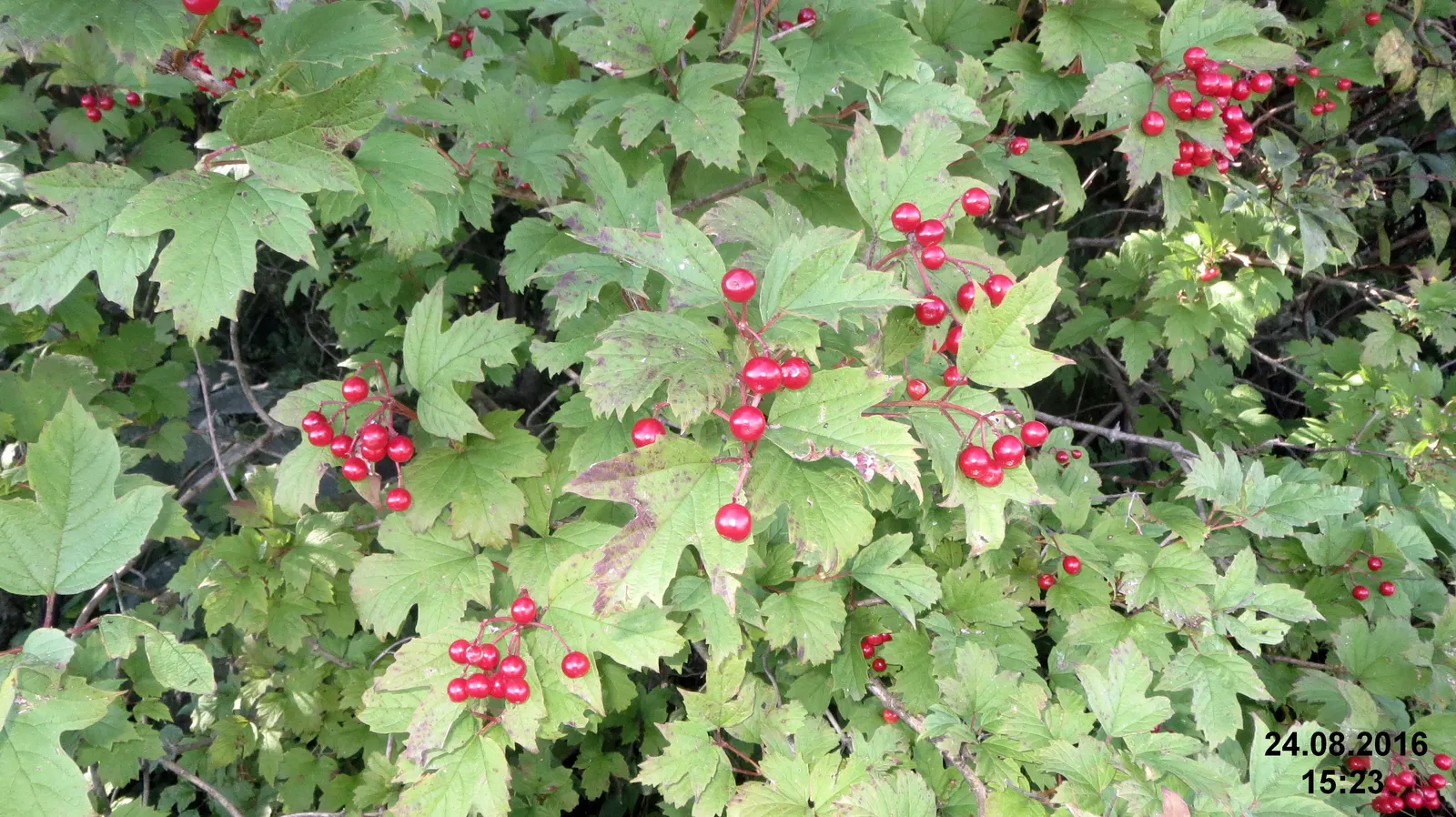David Viburnum (Viburnum Davidii) — leathery leaves with pronounced veining