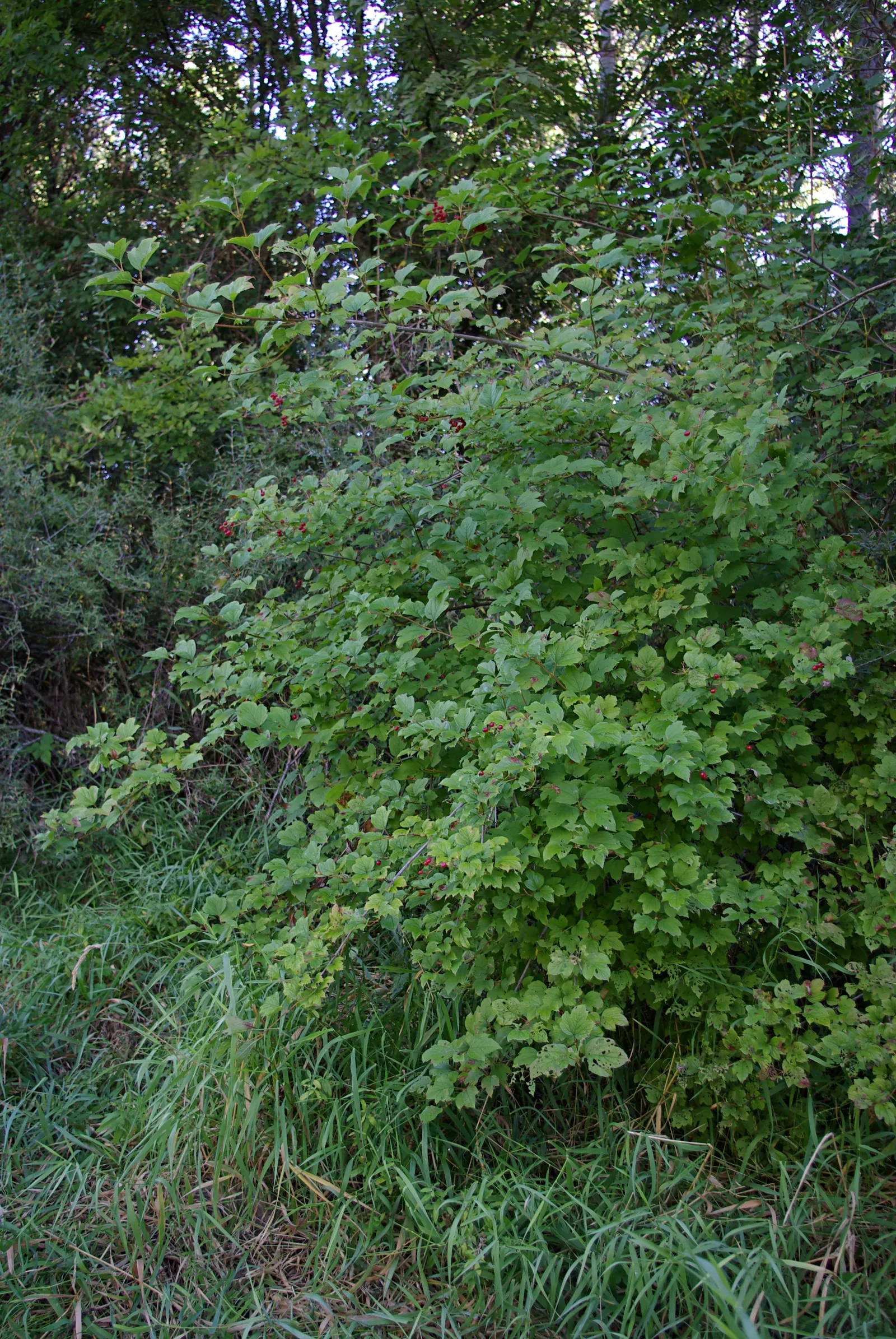 David Viburnum (Viburnum Davidii) — typically reaching 2 to 3 feet in height with a spread of 3 to 4 feet wide; shrub for full or half, image 69
