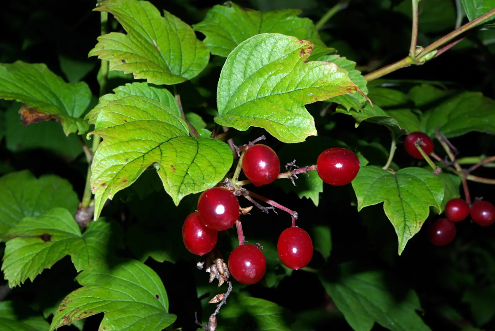 David Viburnum (Viburnum Davidii) — Ideal for low hedges, it thrives in part shade with well-drained soil