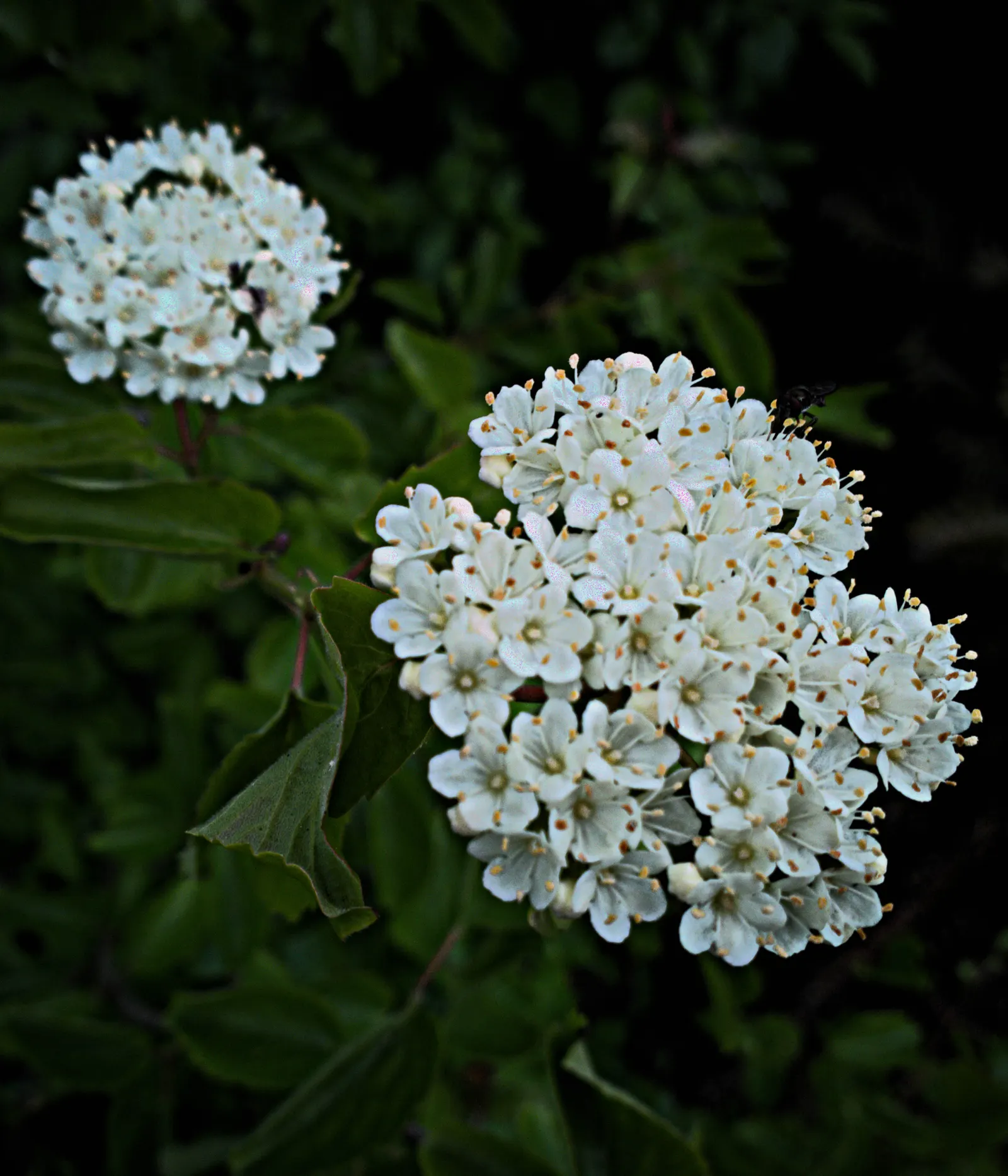 David Viburnum (Viburnum Davidii) — Ensure cross-pollination for berry production; plant in USDA zones 7-9 for optimal growth