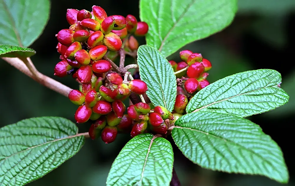 David Viburnum (Viburnum Davidii) — Its distinctive feature is the deep green