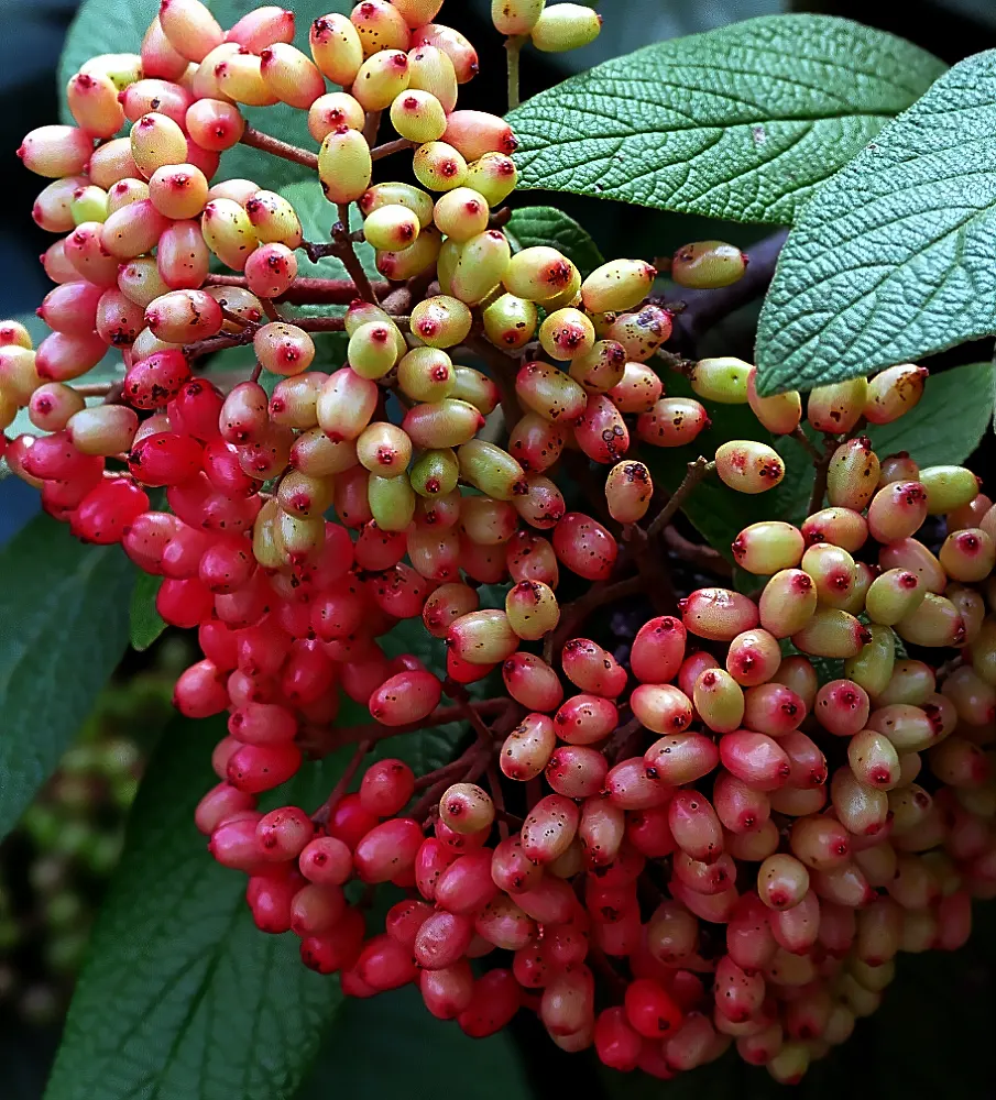 David Viburnum (Viburnum Davidii) — typically reaching 2 to 3 feet in height with a spread of 3 to 4 feet wide