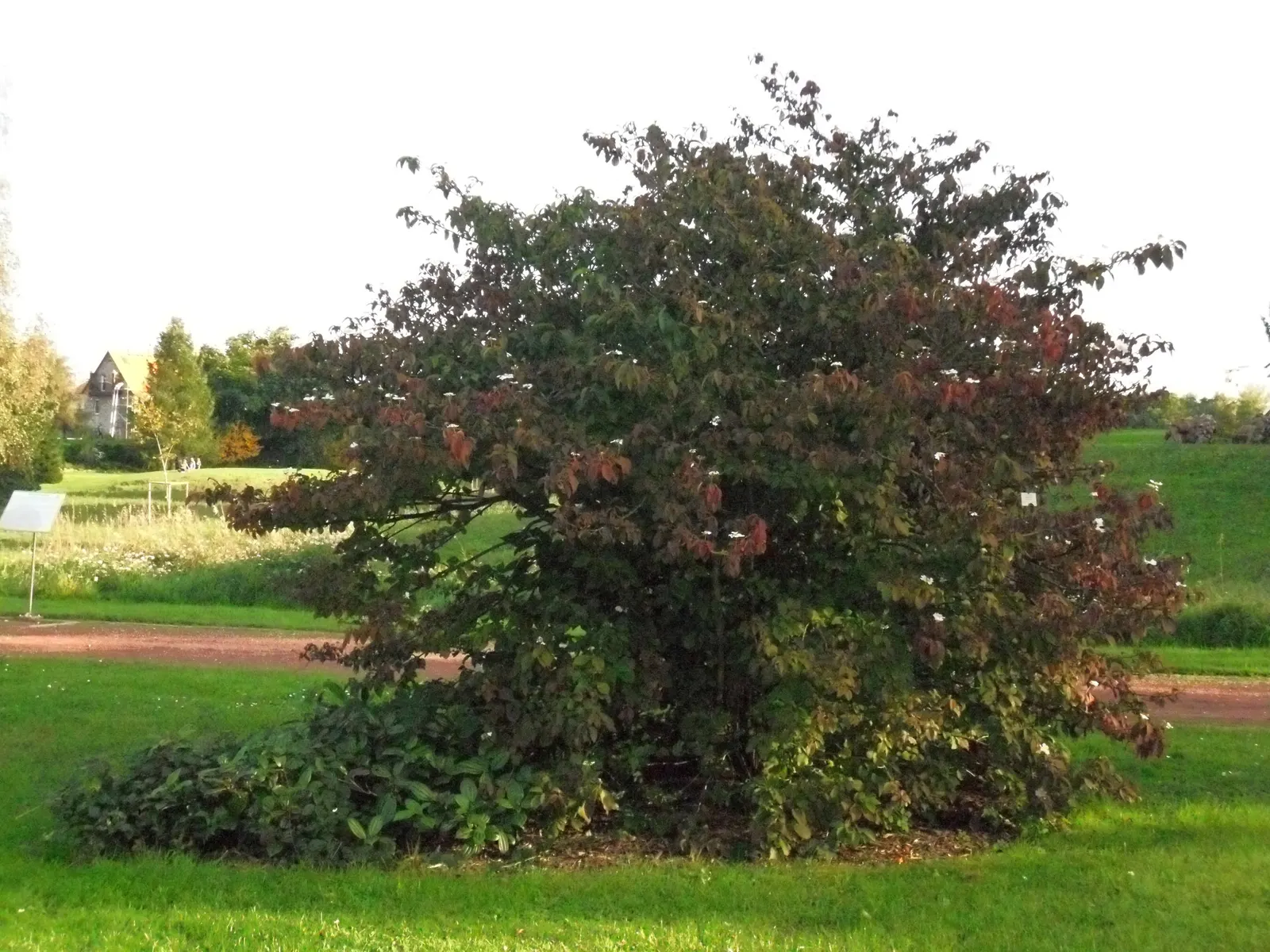 David Viburnum (Viburnum Davidii) — Its distinctive feature is the deep green; the Viburnum davidii, commonly referred to as David Viburnum, is an, image 50