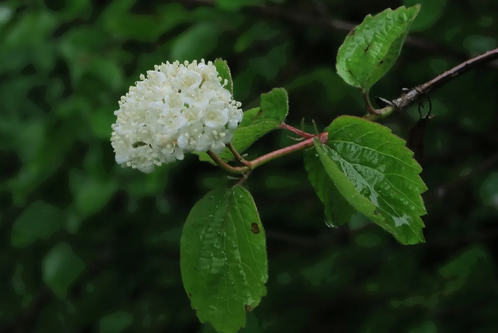 David Viburnum (Viburnum Davidii) — This compact plant typically reaches 2-3 feet in height and spreads up to 4 feet