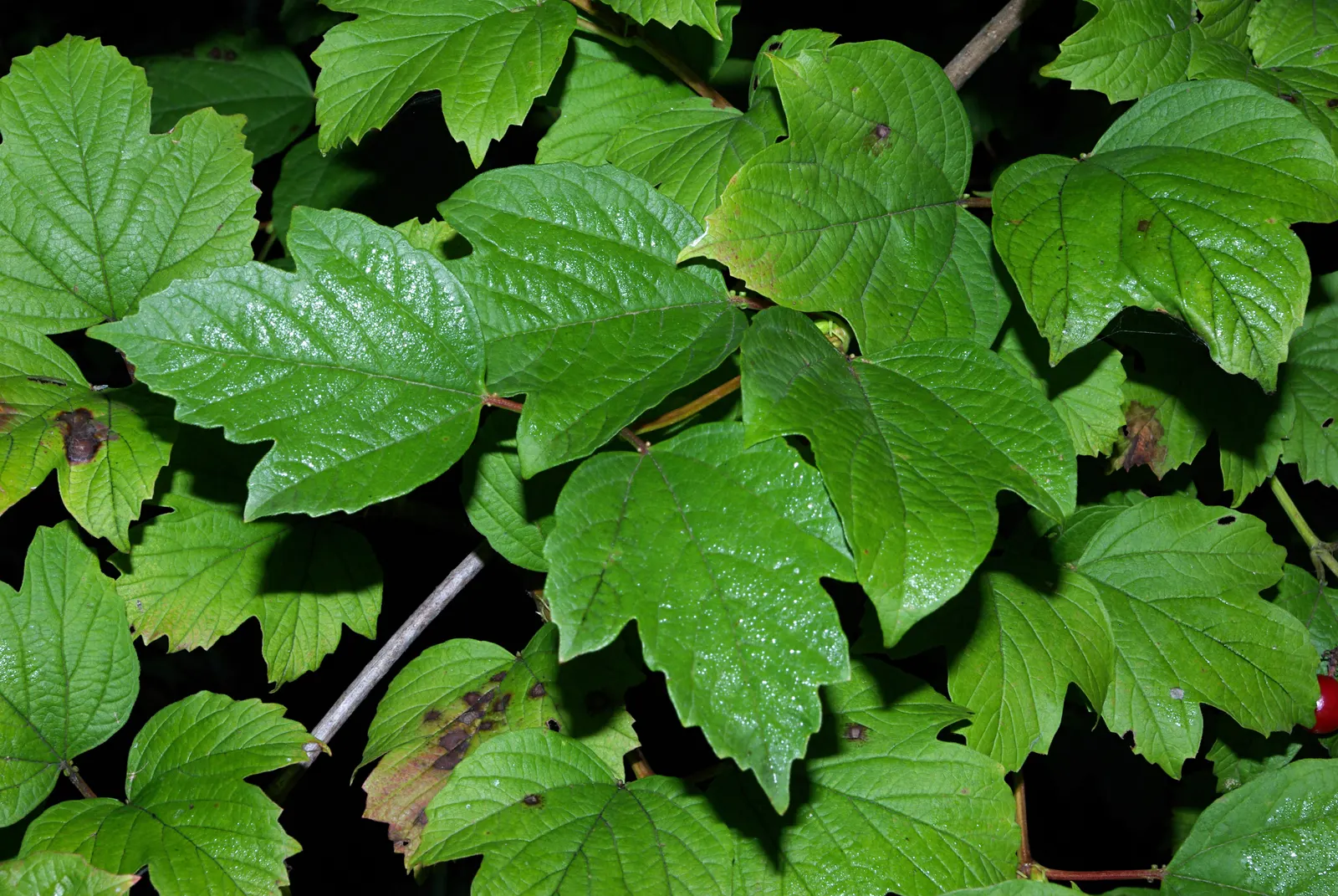 David Viburnum (Viburnum Davidii) — The Viburnum davidii, commonly referred to as David Viburnum, is an evergreen shrub native to China; ensure, image 67