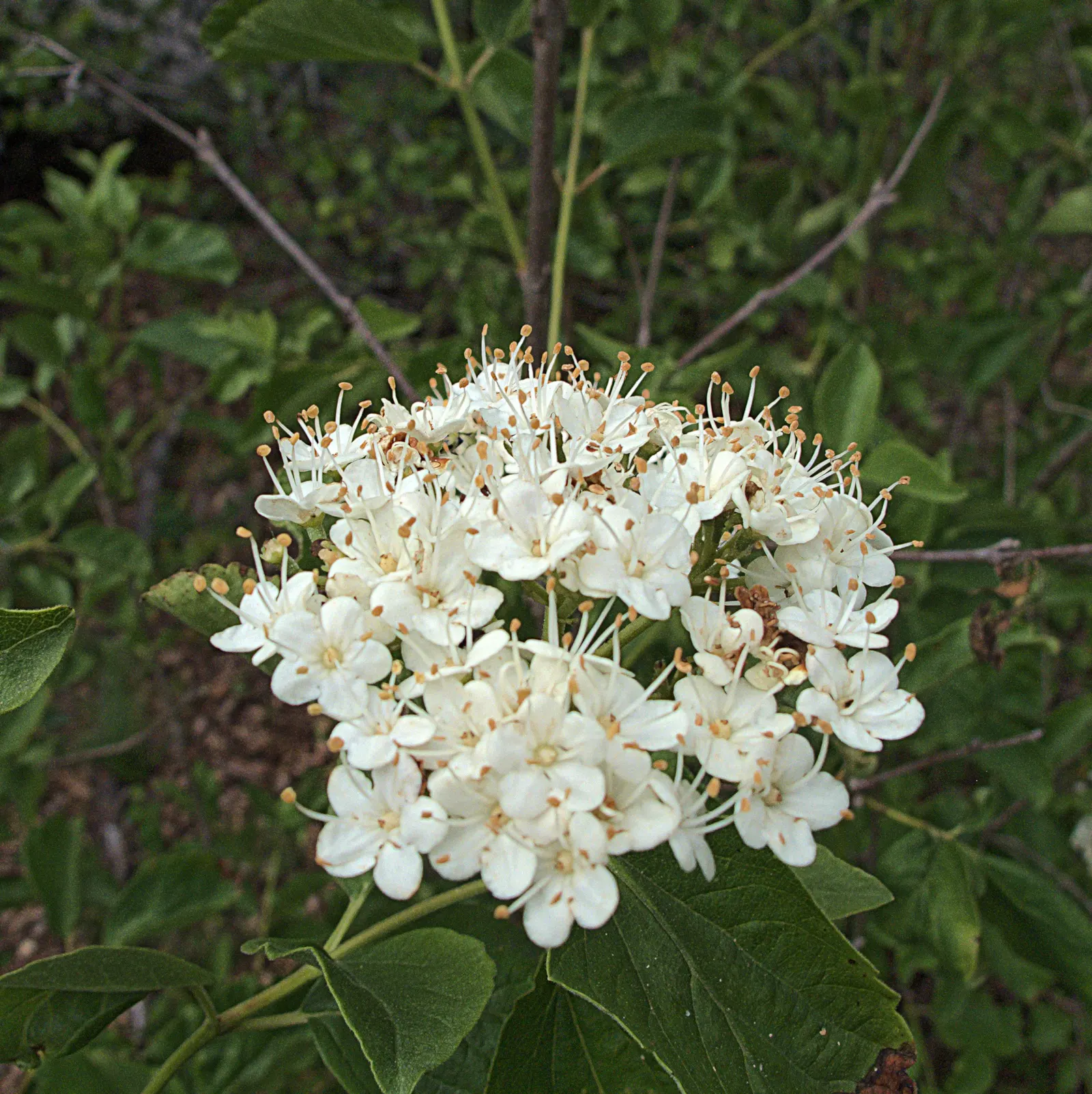 David Viburnum (Viburnum Davidii) — The Viburnum davidii, commonly referred to as David Viburnum, is an evergreen shrub native to China