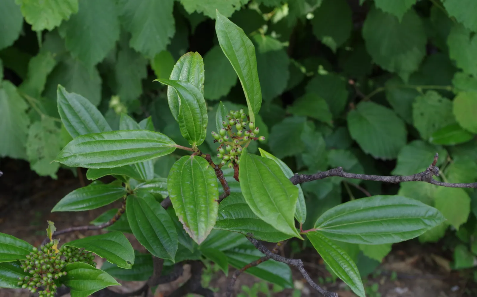 David Viburnum (Viburnum Davidii) — Ensure cross-pollination for berry production; plant in USDA zones 7-9 for optimal growth; shrub with white, image 46